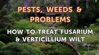 How to Treat Fusarium amp Verticillium Wilt [upl. by Guinn898]