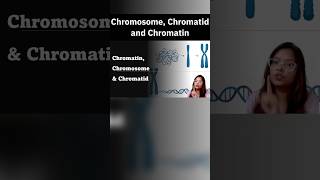 Difference between Chromosome Chromatin and Chromatid neet csirnet ugcnet gate dbtjrf icmrjrf [upl. by Ogdan]