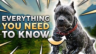 Cane Corso 101 Everything You Must Know About Owning a Cane Corso Puppy [upl. by Eiramannod488]