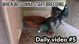 Racing pigeons Breeding tips  When we gonna start breeding  5 [upl. by Rona285]