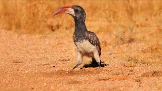 Birds of Namibia Part 2  Southern Africa [upl. by Goode876]