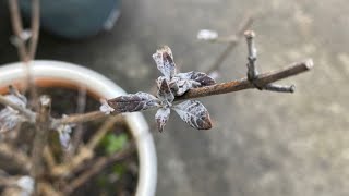 Spring Prune For quotMiss Violetquot Butterfly Bush Buddleia Dead Or Alive  April 30 [upl. by Llorrac]