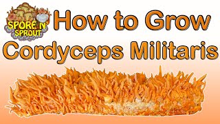 How to Grow Cordyceps Militaris Fungi  Two Methods [upl. by Secnarf]