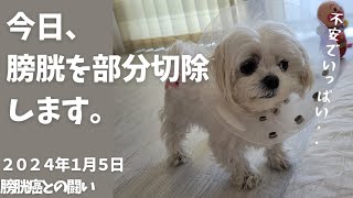 【手術当日】膀胱癌を取る！膀胱を部分切除します。がん細胞は取りきれた？ [upl. by Zosema]