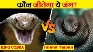 Inland Taipan Vs King Cobra  Who Would Win The Fight  Most Venomous Snakes  Wild Glows [upl. by Bathelda]