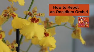 How to Repot an Oncidium Orchid  How to Repot Difficult Climbing Dancing Lady Oncidium Orchids [upl. by Aicella148]