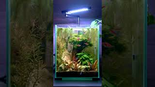 Planted 20L Nano Aquarium feeding Day 51 [upl. by Bilek]