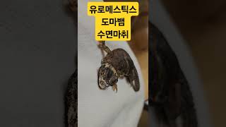 유로메스틱스 이집션 재우는 방법 초식도마뱀 유로메스틱스 이집션 장수도마뱀 [upl. by Ng]