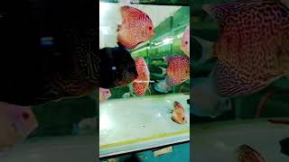 Stok discus jumbo discussion ikanhias discus animals fishtank [upl. by Gnouv557]