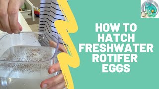 How to Hatch Freshwater Rotifer Eggs [upl. by Eniad]