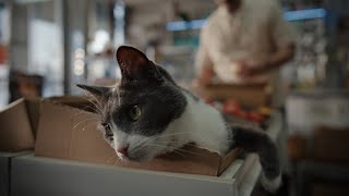 Cash the bodega cat  Chewy commercial [upl. by Noied]