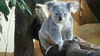 Koala quotMira Liquot in Action Zoo Vienna [upl. by Bergman]