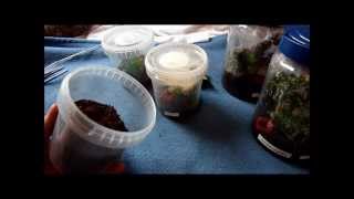 How to raise Avicularia spp slings [upl. by Ehcrop906]