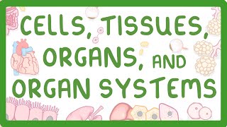 GCSE Biology  Levels of Organisation  Cells Tissues Organs and Organ Systems [upl. by Ahsimaj]