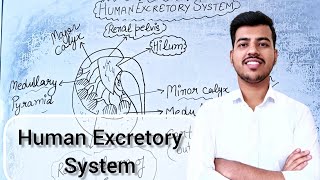 Excretory Products and Their Elimination  Human Excretory System  Class 11 Biology Lecture 02 [upl. by Amo]