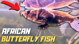 African Butterfly Fish in a Community Aquarium  Species Spotlight [upl. by Valry]