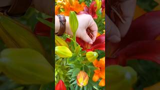 Tips To Extend Flowering Period Of Lily satisfying flowers tricks [upl. by Adlanor]