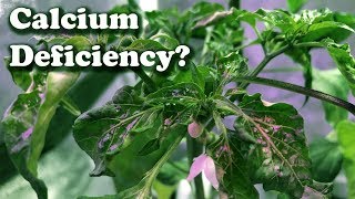 How to Tell If a Plant May quotNotquot have a Calcium Deficiency [upl. by Nnylyam21]