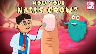 How Your Nails Grow  The Dr Binocs Show  Best Learning Videos For Kids  Peekaboo Kidz [upl. by Tanhya]