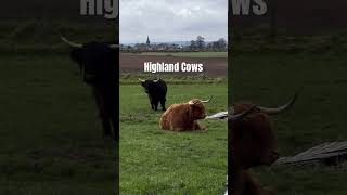 Highland cows in Scotland 🏴󠁧󠁢󠁳󠁣󠁴󠁿 [upl. by Halilak]