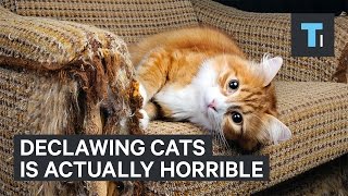 Why Declawing Your Cat Is Actually Very Painful For Them [upl. by Teryn]