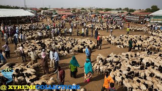 Livestock Market in Hargeysa Somalia [upl. by Lower]