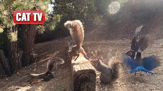 CAT TV For Cats To Watch  Naughty Bird and Squirrel Compilation  Dog TV 😼 🐶 [upl. by Narton300]