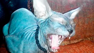 ЭТО КОШКА донской СФИНКС зевает и урчит CAT Sphynx yawns and hums [upl. by Acenom]