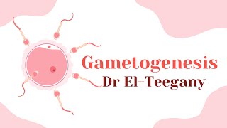 Gametogenesis  Embryology  IBS [upl. by Normak]