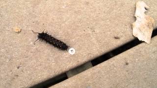 Pipevine Swallowtail on Its Way to Pupate [upl. by Elden]