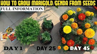 How To Grow Marigold From Seeds With Full Updates [upl. by Olaznog]