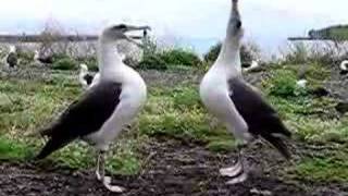 Laysan Albatross Dance [upl. by Acisseg]