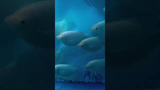 He is big fish tank fish ytviral ytshorts freefire youtubeshorts [upl. by Dan264]