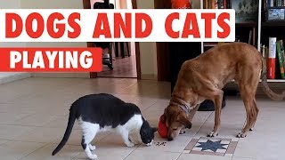 Dogs and Cats Playing  Unlikely Friends [upl. by Lemraj]