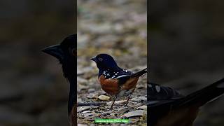 Spotted towhee wildlife birds nature birdlovers birdwatching spottedtowhee birdvideos bird [upl. by Wendall]