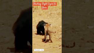 Thrilling Fight Tiger Vs Bear [upl. by Dranal]