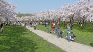 Bloesempark Amsterdamse Bos op zijn mooist [upl. by Aubrie]