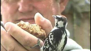 How To HandFeed Woodpeckers And Other Backyard Birds [upl. by Belier8]