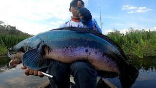 LUTUT SAMPAI GEMETAR  MANCING TOMAN MONSTER DI SUNGAI AIR HITAM  GIANT SNAKEHEAD [upl. by Nussbaum]