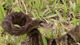 Serpente Bothrops jararaca video II [upl. by Enelhtac758]