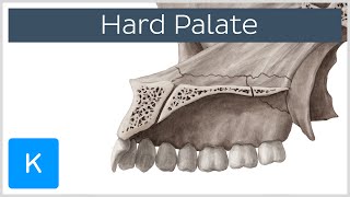 Hard palate  Function Definition amp Anatomy  Human Anatomy  Kenhub [upl. by Elik]