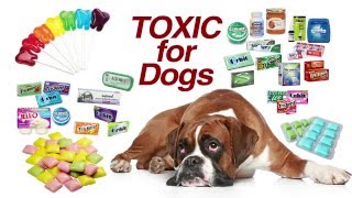 Xylitol Toxic for Dogs [upl. by Aerona]