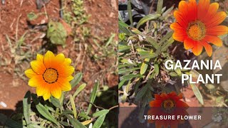 Gazania  The Treasure flower or the African daisy Learn how to propagate through division [upl. by Ecirtac]