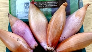 How to grow Shallots in pots Green Onions in buckets Part 3 [upl. by Bashuk117]