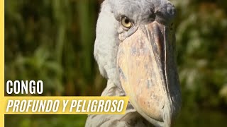 Congo  Profundo y Peligroso  Episodio Completo [upl. by Bowyer131]