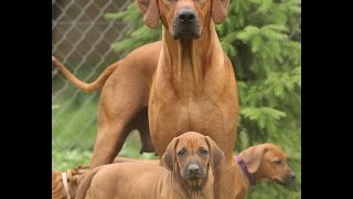 Rhodesian Ridgeback معلومات عن كلب الورديجيان ريدج باك [upl. by Eob649]