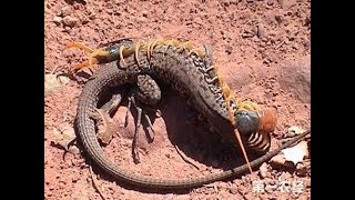 Giant Centipede Vs Snake  A Huge Centipede Fighting A Snake [upl. by Magena101]