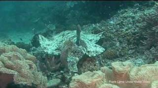 wobbegong sharks [upl. by Prince]