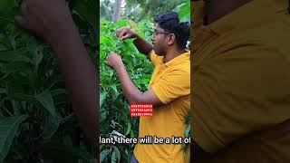 ஆஸ்திரேலியன் R2e2 ஜம்போ ரேட் மேங்கோ  R2E2 Mango Fruit [upl. by Dohsar]