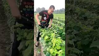 Topping to accelerate lignification of grape seedlings farming agriculture [upl. by Enaelem725]